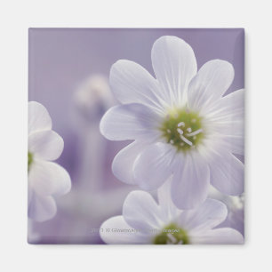 Imán Primer de las flores 2