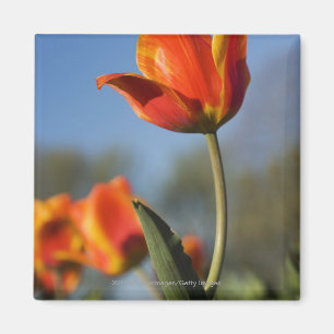 Imán Primer de las flores del tulipán