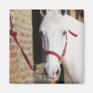 Imán Primer de un caballo 2