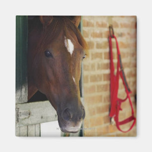 Imán Primer de un caballo 3