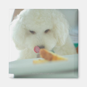 Imán Primer de un caniche miniatura que come la comida