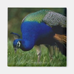Imán Primer de un pavo real