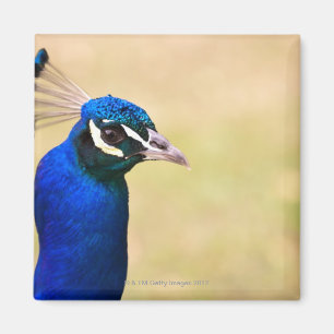 Imán Primer de un pavo real 2