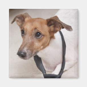 Imán Primer de un perro que pone en un lazo