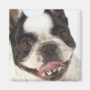Imán Primer de una Boston Terrier que pega hacia fuera