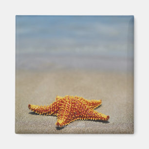 Imán Primer de una estrella de mar del amortiguador