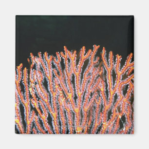 Imán Primer de una fan de mar de Gorgonian