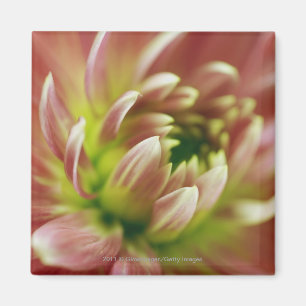 Imán Primer de una flor