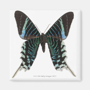 Imán Primer de una mariposa