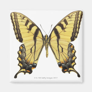 Imán Primer de una mariposa 2