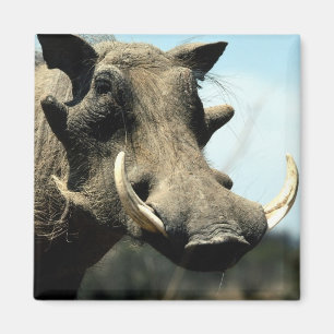Imán Primer de Warthog