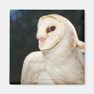 Imán Primer del búho salvaje