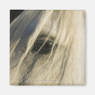 Imán Primer del ojo del caballo