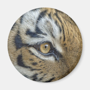 Imán Primer del ojo del tigre