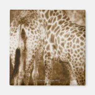 Imán Primer del parque nacional de Kruger de las