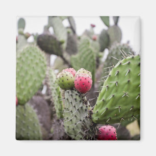 Imán Primer Plano De Cactus De Pera Espinosa