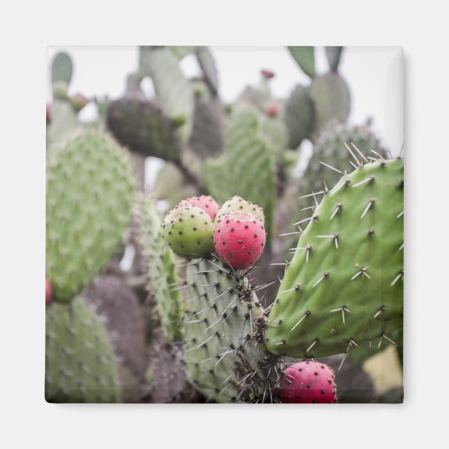 Imán Primer Plano De Cactus De Pera Espinosa (Frente)