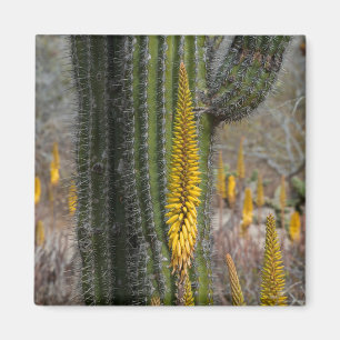 Imán Primer plano de cactus y agave