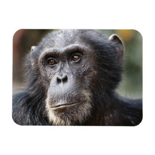 Imán Primer plano de chimpancé macho