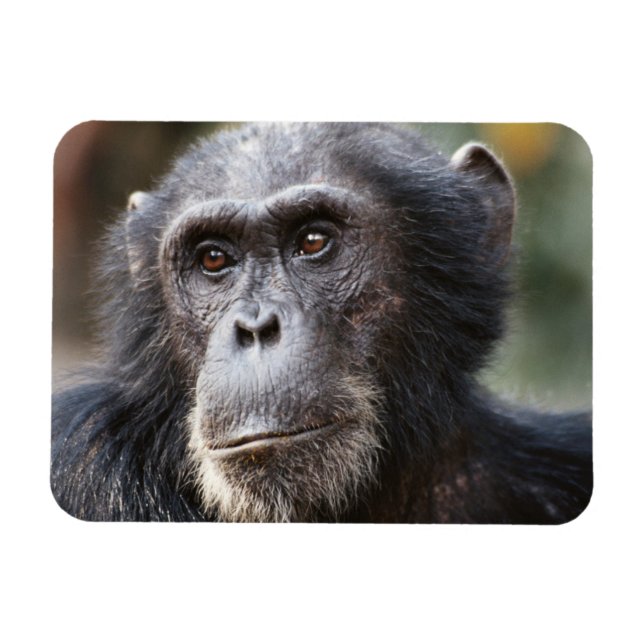 Imán Primer plano de chimpancé macho (Horizontal)