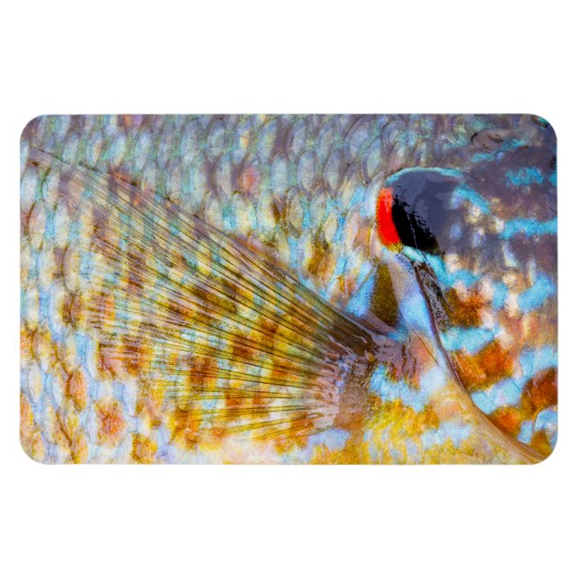 Imán Primer Plano De Escamas De Pescado (Horizontal)