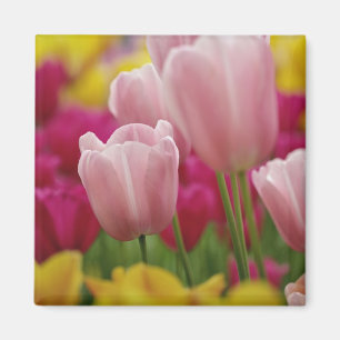 Imán Primer plano de flor de tulipán, Jardines de Kueke