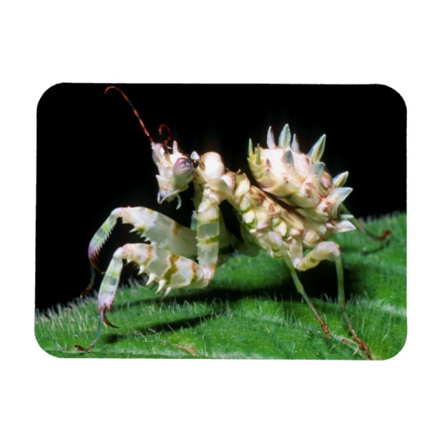 Imán Primer plano de la mantis hottentota (Horizontal)