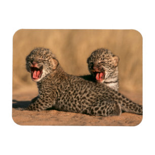 Imán Primer plano de leopardo recién nacido (Panthera P