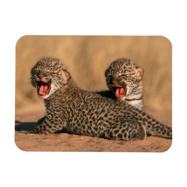 Imán Primer plano de leopardo recién nacido (Panthera P (Horizontal)
