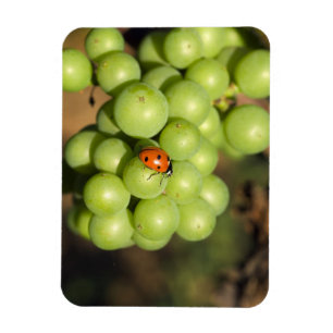 Imán Primer plano de mariquita en uvas verdes Pinot Noi