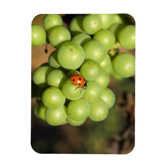 Imán Primer plano de mariquita en uvas verdes Pinot Noi (Vertical)
