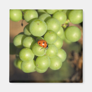 Imán Primer plano de mariquita en uvas verdes Pinot Noi