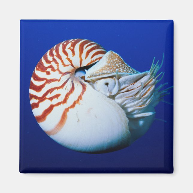 Imán Primer Plano De Nautilus Camerado (Frente)