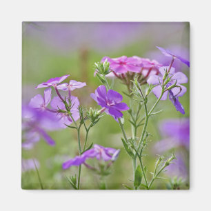 Imán Primer plano de Phlox de Drummond, Phlox drummondi
