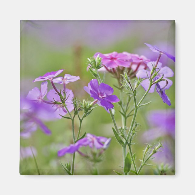 Imán Primer plano de Phlox de Drummond, Phlox drummondi (Frente)