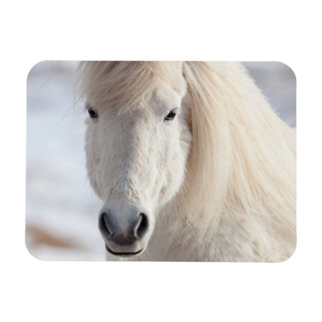 Imán Primer plano de un caballo islandés blanco (Horizontal)