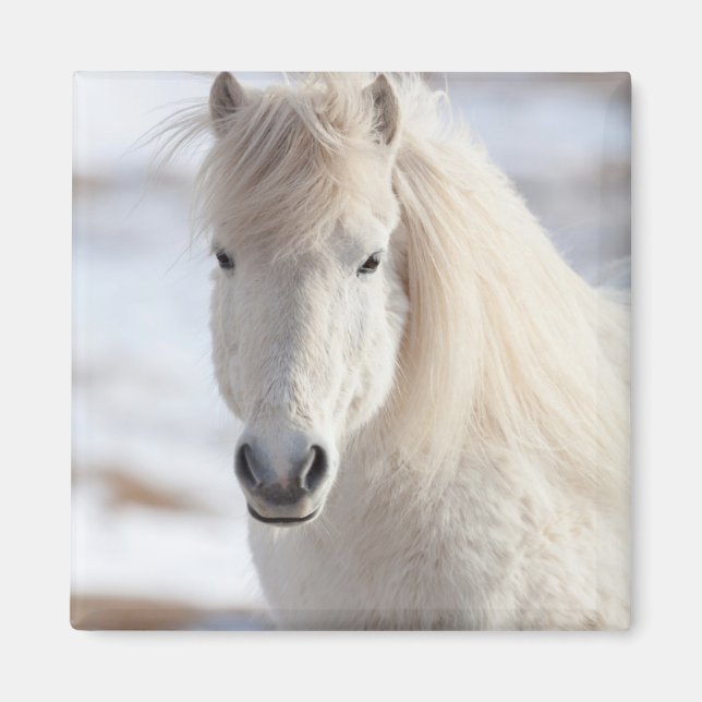 Imán Primer plano de un caballo islandés blanco (Frente)
