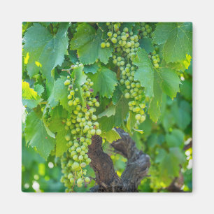 Imán Primer plano de uvas madurando