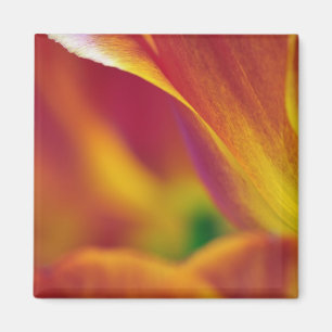 Imán Primer plano del envés de la flor de tulipán, 4