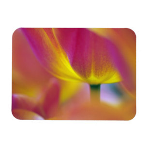 Imán Primer plano del envés de la flor de tulipán, Kuek