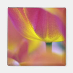 Imán Primer plano del envés de la flor de tulipán, Kuek