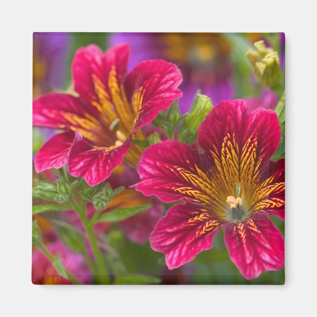 Imán Primeros planos de lengua pintada de sus flores - (Frente)