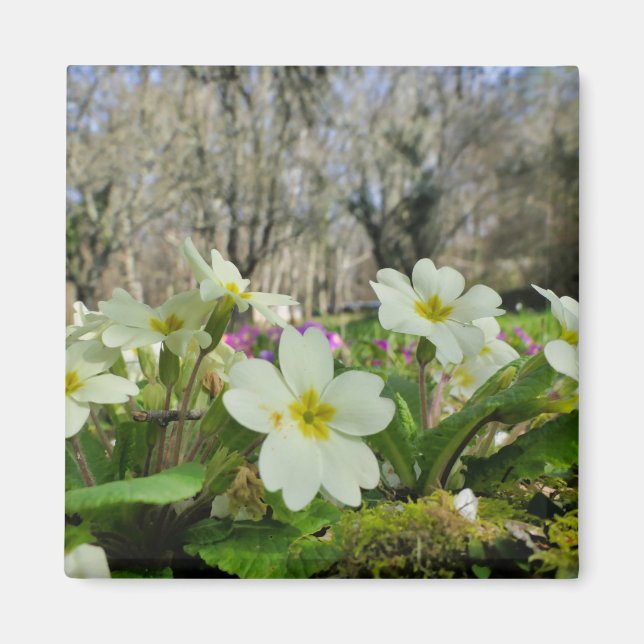 Imán Primrose Fridge Magnet (Frente)