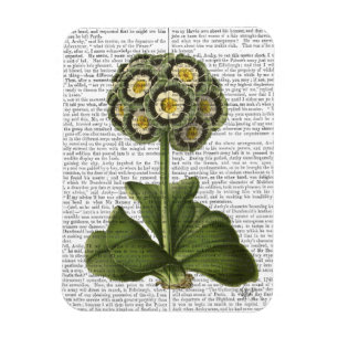 Imán Primula Auricula Blue
