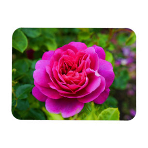 Imán Princesa Ana Rosa #1 Magnet