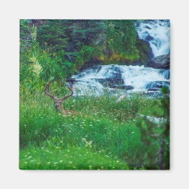 Imán Príncipe de la Selva