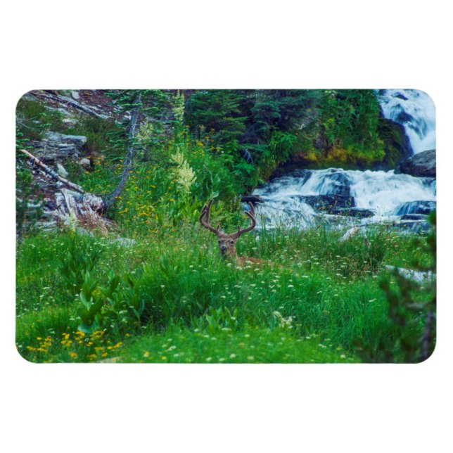 Imán Príncipe de la Selva (Horizontal)