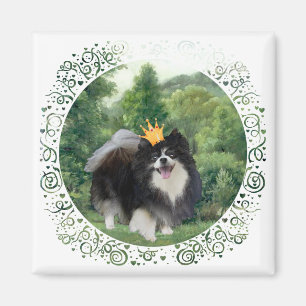 Imán Príncipe Pomerania Negro