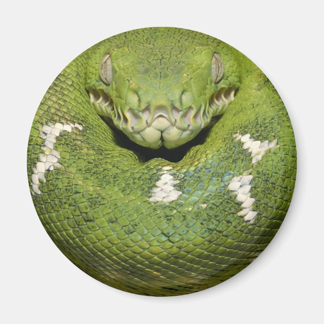 Imán Producto de serpiente verde (Frente)