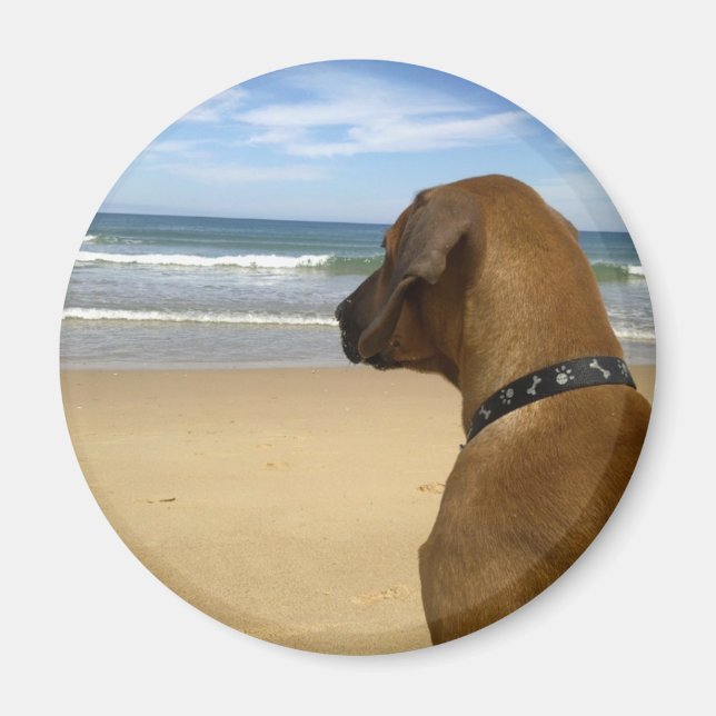 Imán Productos Ridgeback de Rhodesia (Frente)